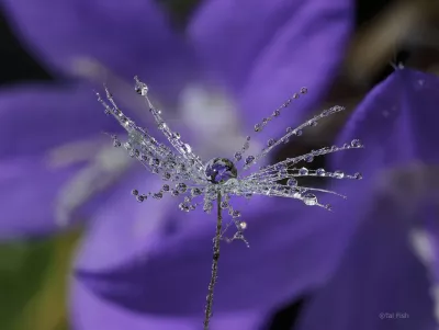 tal fish drops on dandelion